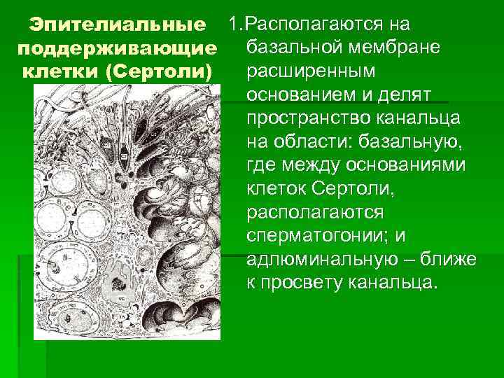 Эпителиальные 1. Располагаются на поддерживающие базальной мембране расширенным клетки (Сертоли) основанием и делят пространство