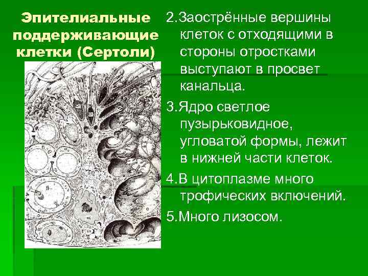 Эпителиальные 2. Заострённые вершины поддерживающие клеток с отходящими в стороны отростками клетки (Сертоли) выступают