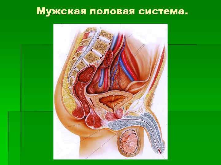 Мужская половая система человека. Половая система человека. Мужская половая система. Красивые мужские половые органы.