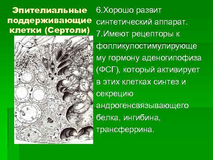 Эпителиальные поддерживающие клетки (Сертоли) 6. Хорошо развит синтетический аппарат. 7. Имеют рецепторы к фолликулостимулирующе