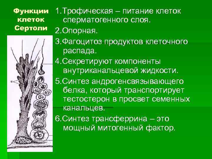 Функции 1. Трофическая – питание клеток сперматогенного слоя. Сертоли 2. Опорная. 3. Фагоцитоз продуктов