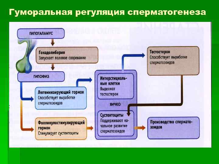 Гуморальная регуляция сперматогенеза 