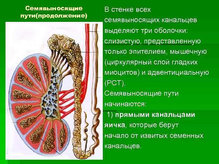 Семявыносящие пути(продолжение) В стенке всех семявыносящих канальцев выделяют три оболочки: слизистую, представленную только эпителием,