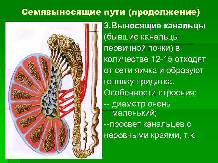 Семявыносящие пути (продолжение) 3. Выносящие канальцы (бывшие канальцы первичной почки) в количестве 12 -15