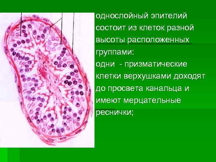 однослойный эпителий состоит из клеток разной высоты расположенных группами: одни - призматические клетки верхушками