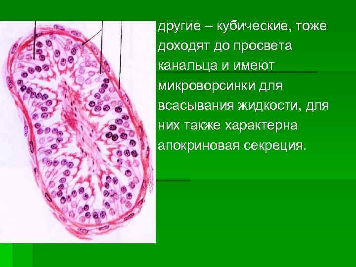 другие – кубические, тоже доходят до просвета канальца и имеют микроворсинки для всасывания жидкости,