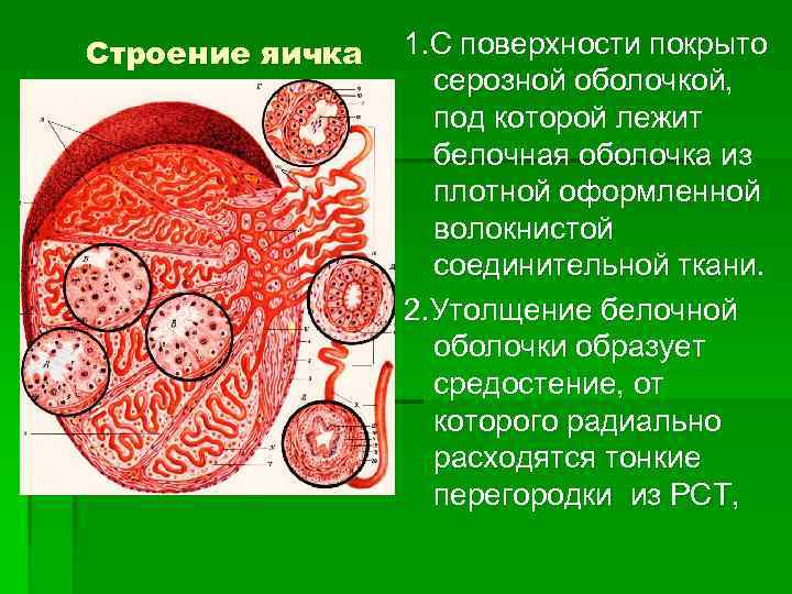 Оболочка с помощью которой пользователь общается с компьютером называется