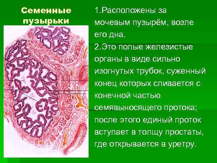 Семенные пузырьки 1. Расположены за мочевым пузырём, возле его дна. 2. Это полые железистые