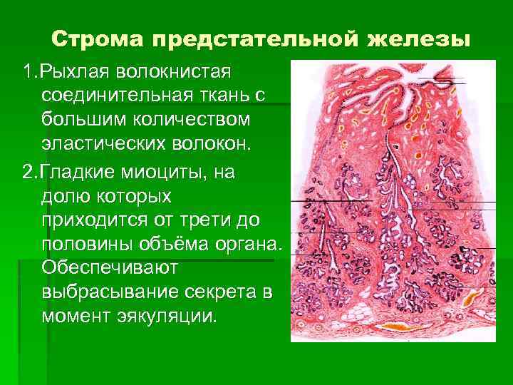 Строма предстательной железы 1. Рыхлая волокнистая соединительная ткань с большим количеством эластических волокон. 2.