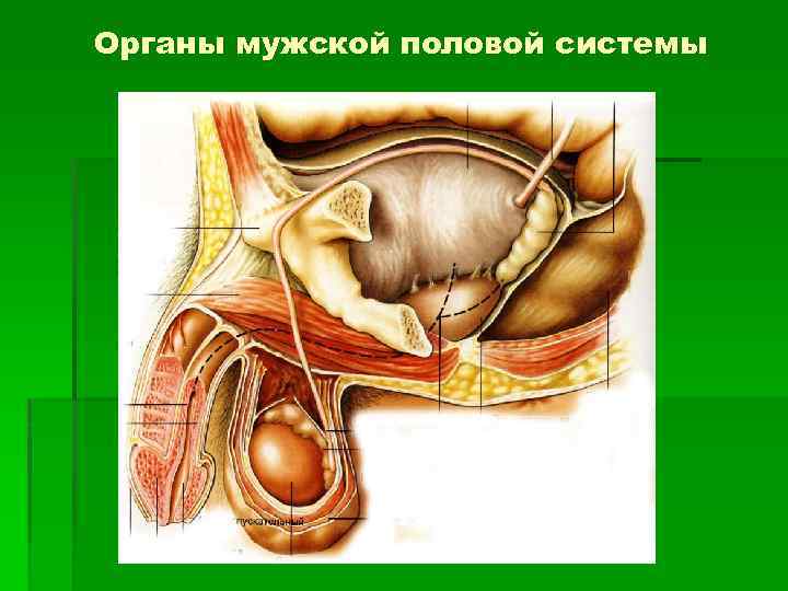 Органы мужской половой системы 