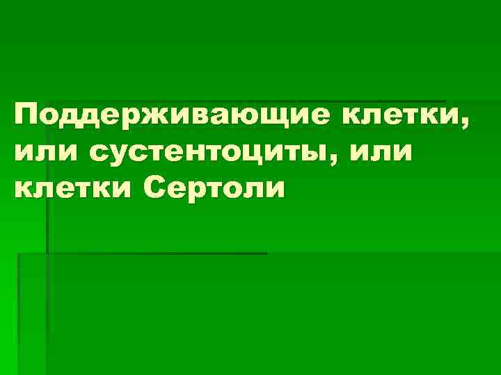 Поддерживающие клетки, или сустентоциты, или клетки Сертоли 