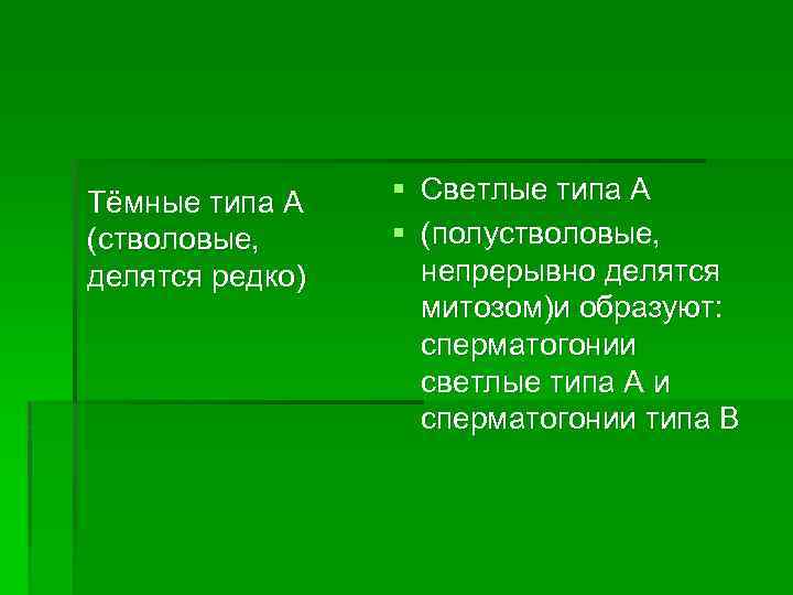 Тёмные типа А (стволовые, делятся редко) § Светлые типа А § (полустволовые, непрерывно делятся