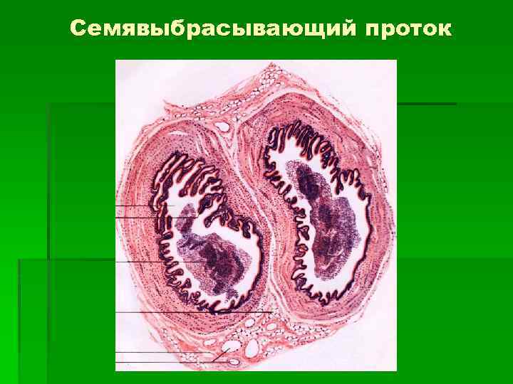 Семявыбрасывающие протоки открываются