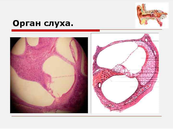 Орган слуха. 