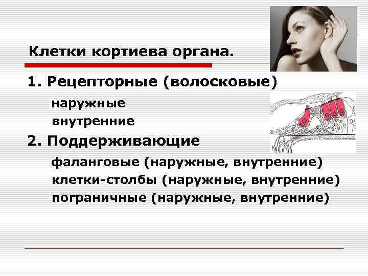 Клетки кортиева органа. 1. Рецепторные (волосковые) наружные внутренние 2. Поддерживающие фаланговые (наружные, внутренние) клетки-столбы