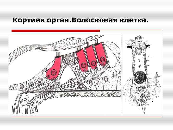 Волосковые клетки кортиева органа