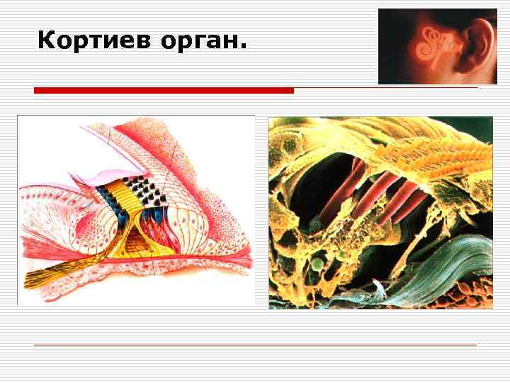 Кортиев орган. 