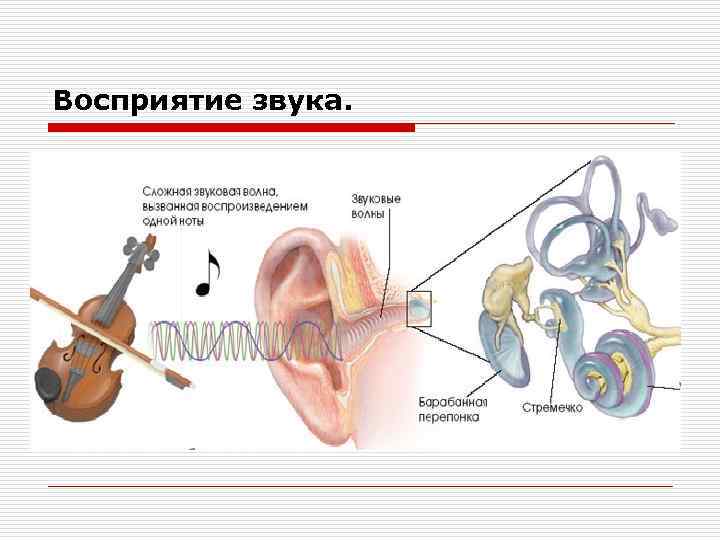 Ухо человека улавливает звук с частотой. Последовательность восприятия звука в ухе. Восприятие звуковой информации анатомия. Орган слуха человека воспринимает частоту звуковых колебаний. Схема восприятия звука.