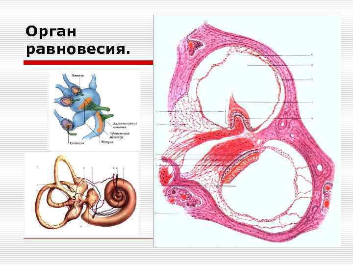 Орган равновесия. 