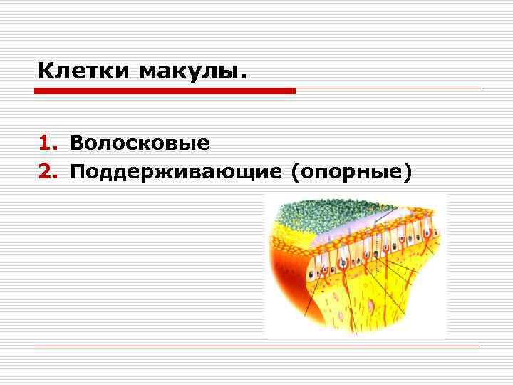 Клетки макулы. 1. Волосковые 2. Поддерживающие (опорные) 