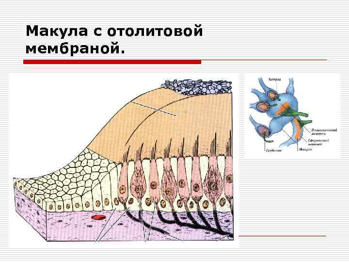 Макула с отолитовой мембраной. 