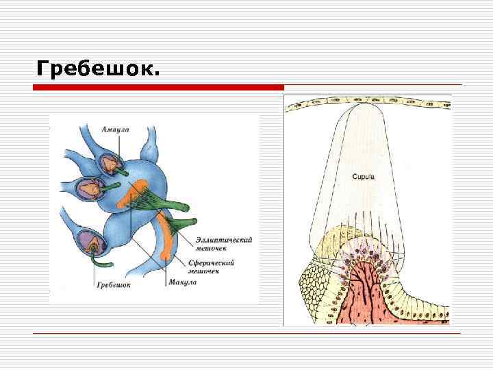 Гребешок. 