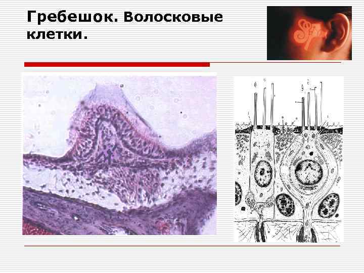 Гребешок. Волосковые клетки. 