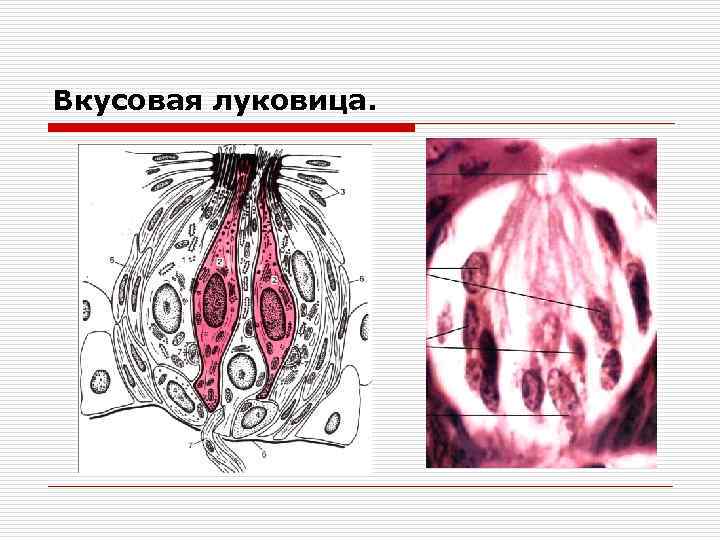 Строение вкусовой почки рисунок