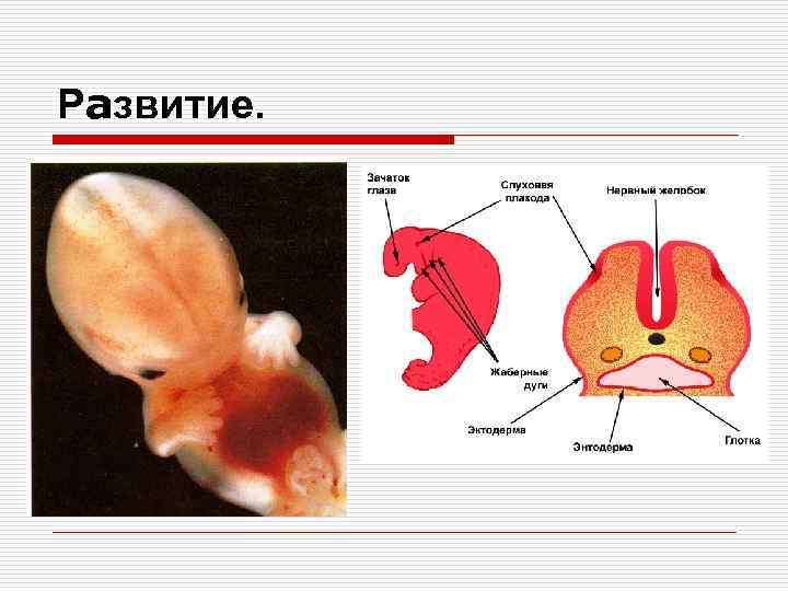 Развитие. 