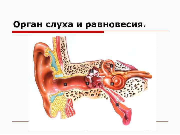 Орган слуха. Орган слуха и равновесия. Орган слуха и орган равновесия. Орган слуха и равновесия тема. Орган слуха и равновесия иннервирует.