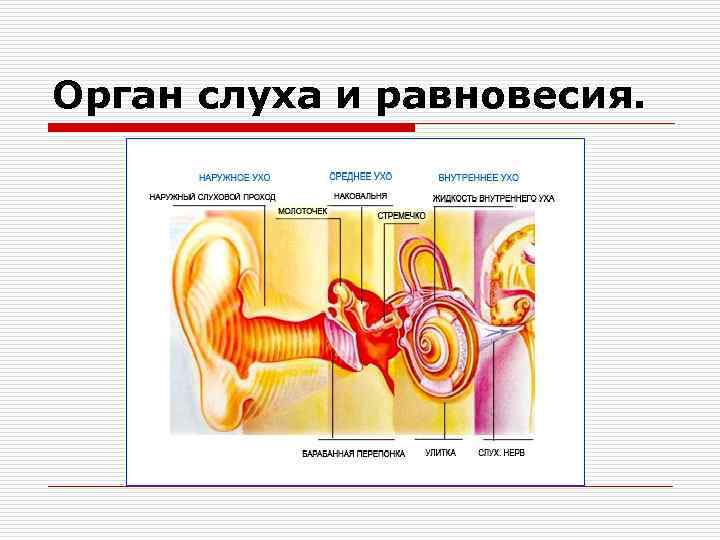 Орган слуха и равновесия. 