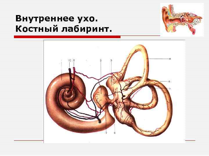 Внутреннее ухо. Костный лабиринт. 