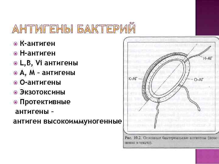 К-антиген Н-антиген L, B, Vi антигены А, М – антигены О-антигены Экзотоксины Протективные антигены