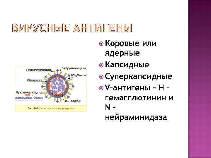  Коровые или ядерные Капсидные Суперкапсидные V-антигены – Н – гемагглютинин и Nнейраминидаза 