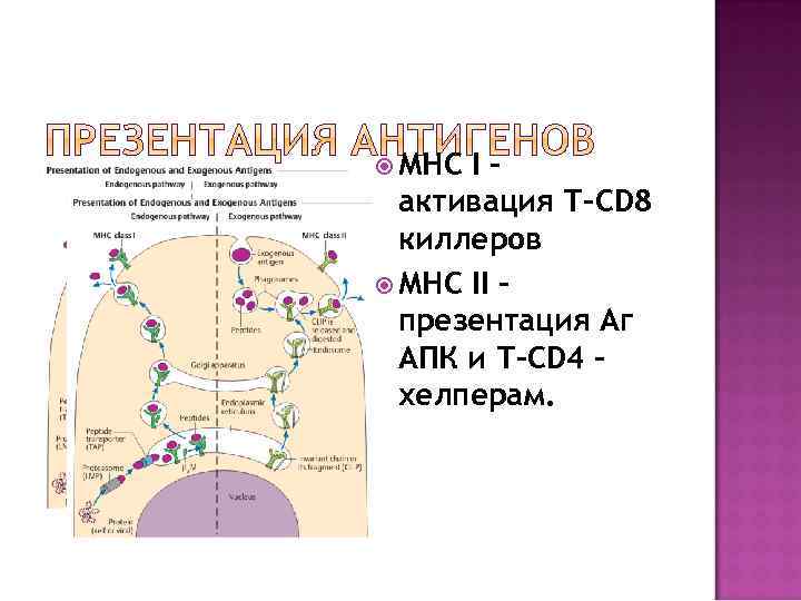  МНС I– активация Т-CD 8 киллеров МНС II – презентация Аг АПК и