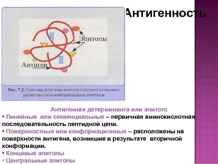 Антигенность Антигенная детерминанта или эпитоп: • Линейные или секвенциальные – первичная аминокислотная последовательность пептидной