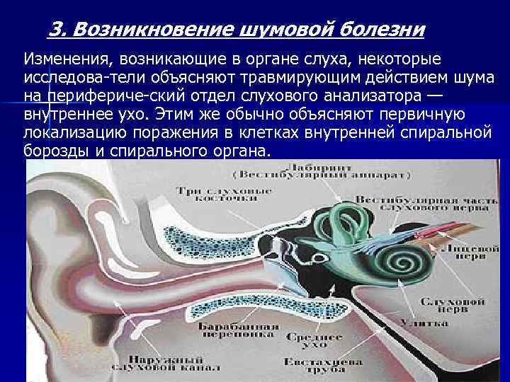 Чувствительность органа слуха. Влияние шума на слуховой анализатор. Шумовая болезнь. Болезни органов слуха.