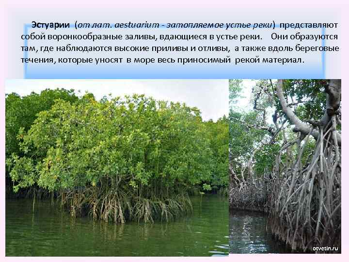  Эстуарии (от лат. aestuarium - затопляемое устье реки) представляют собой воронкообразные заливы, вдающиеся