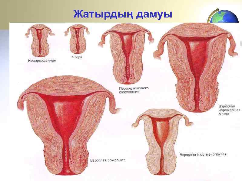 Жатырдың дамуы 