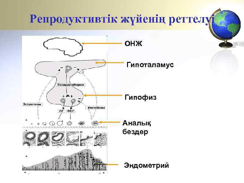 Репродуктивтік жүйенің реттелуі ОНЖ Гипоталамус Гипофиз Аналық бездер Эндометрий 