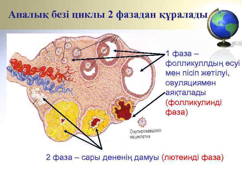Аналық безі циклы 2 фазадан құралады 1 фаза – фолликуллдың өсуі мен пісіп жетілуі,