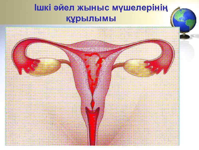 Ішкі әйел жыныс мүшелерінің құрылымы 