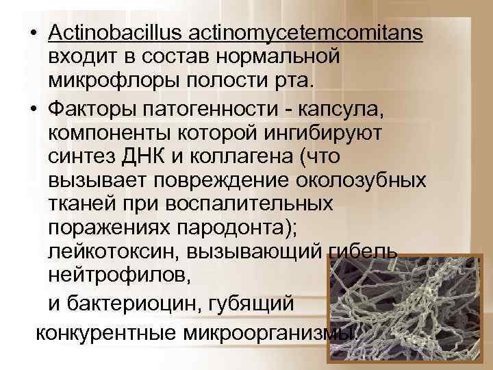  • Actinobacillus actinomycetemcomitans входит в состав нормальной микрофлоры полости рта. • Факторы патогенности