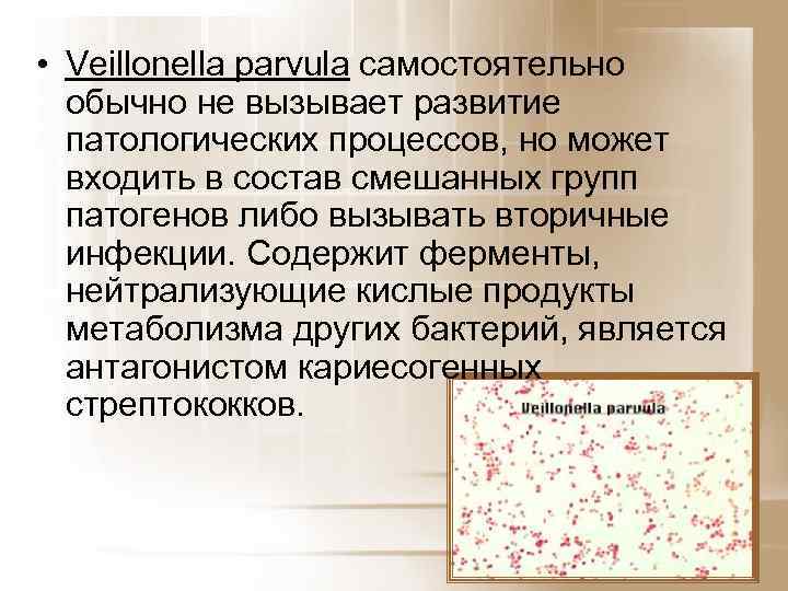  • Veillonella parvula самостоятельно обычно не вызывает развитие патологических процессов, но может входить