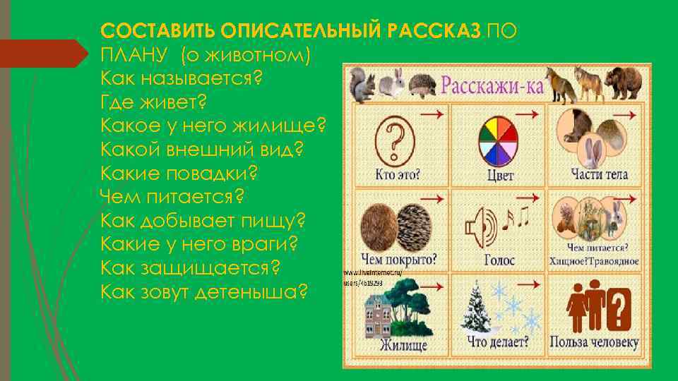 Схема опиши животное. Составление рассказов по плану. Алгоритм описания животного. Схема составления рассказа о животных. Составление рассказов про животных.