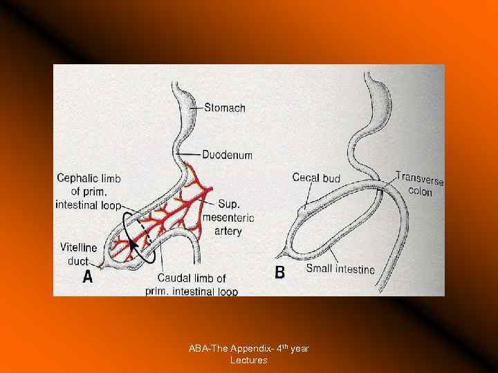 ABA-The Appendix- 4 th year Lectures 