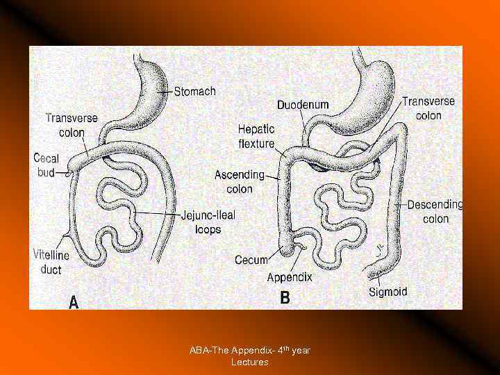 ABA-The Appendix- 4 th year Lectures 