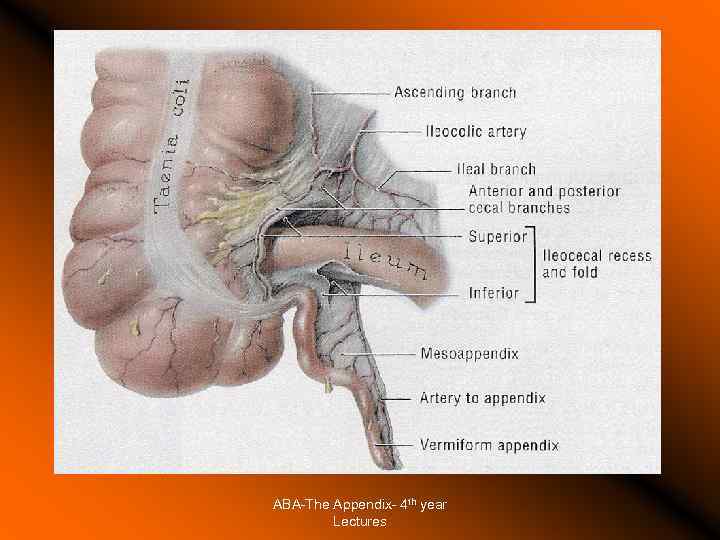 ABA-The Appendix- 4 th year Lectures 