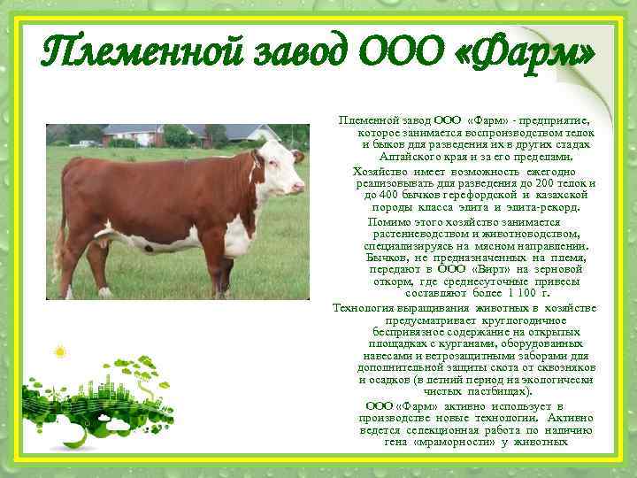 Племенной завод ООО «Фарм» - предприятие, которое занимается воспроизводством телок и быков для разведения