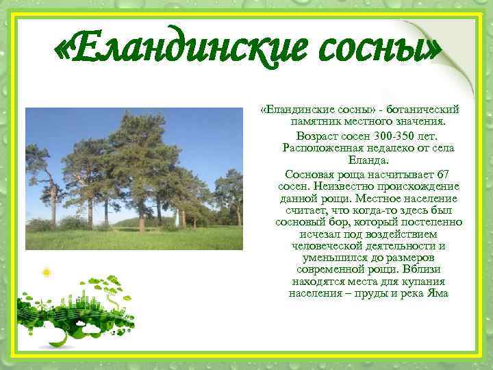 «Еландинские сосны» - ботанический памятник местного значения. Возраст сосен 300 -350 лет. Расположенная